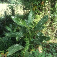 <i>Dieffenbachia seguine</i>  (Jacq.) Schott